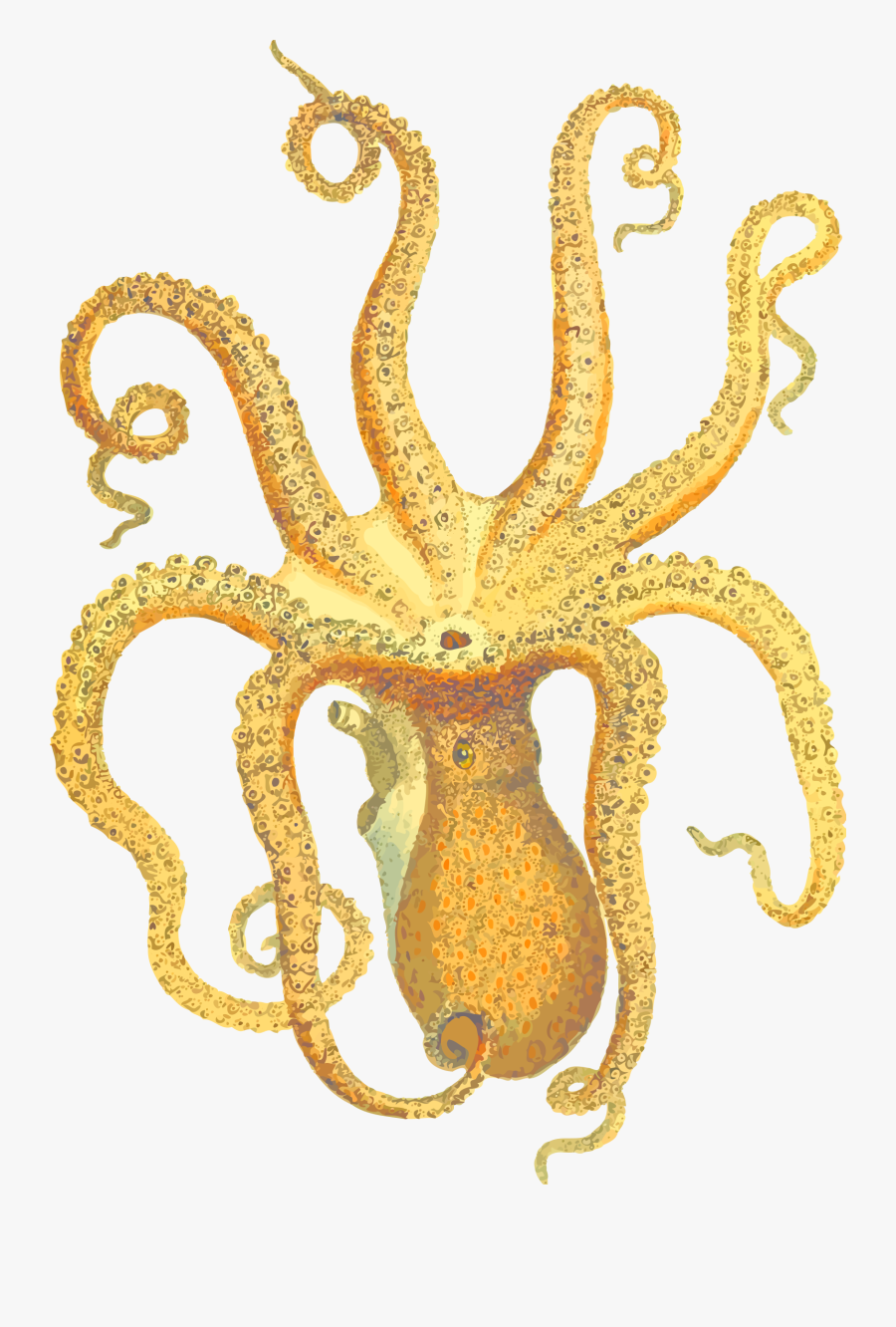 Octopus - Vintage Octopus Science Illustration, Transparent Clipart