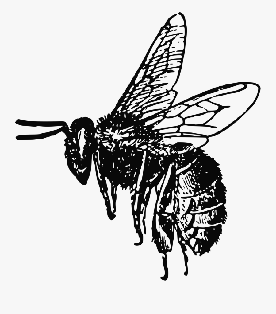 Clip Art Insect Honey Bee Free - Bee Drawing Png, Transparent Clipart