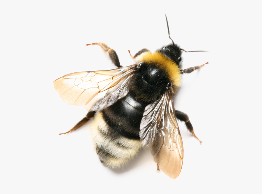 Bumble Bee From Top, Transparent Clipart