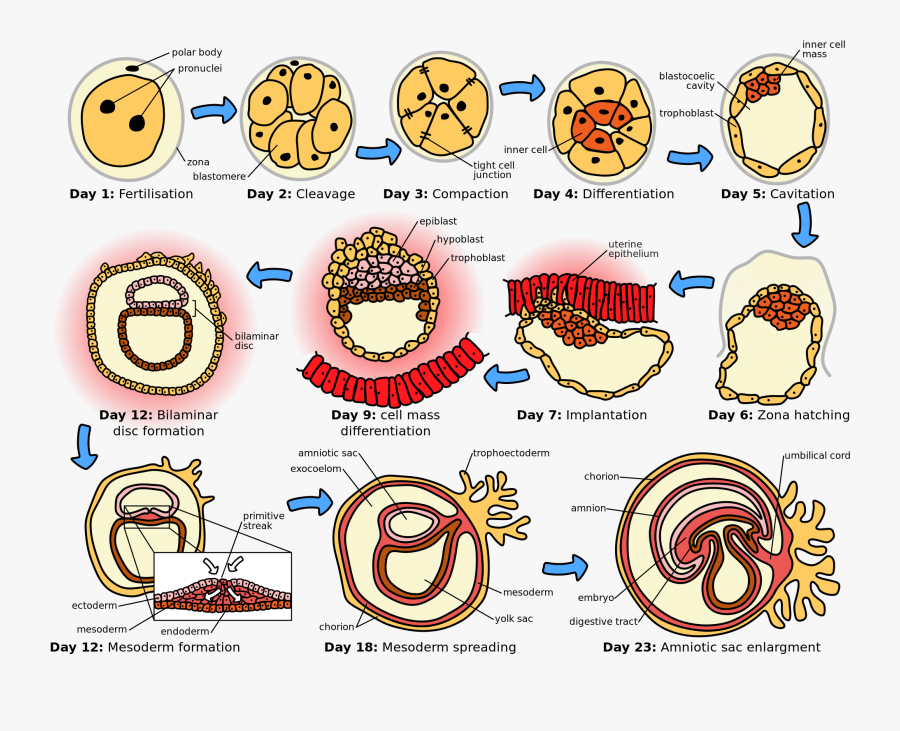 Clip Art Royalty Free Free Field Day Clipart - Human Embryogenesis, Transparent Clipart