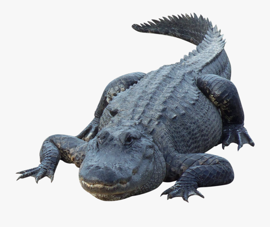 Crocodile - Alligator .png, Transparent Clipart