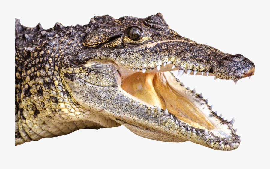 Alligator Head Png, Transparent Clipart