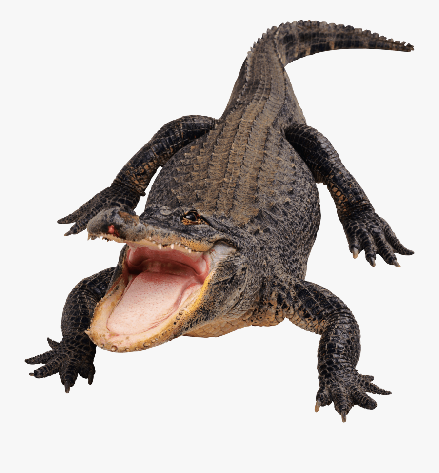 Png Royalty Free - Alligator Png, Transparent Clipart