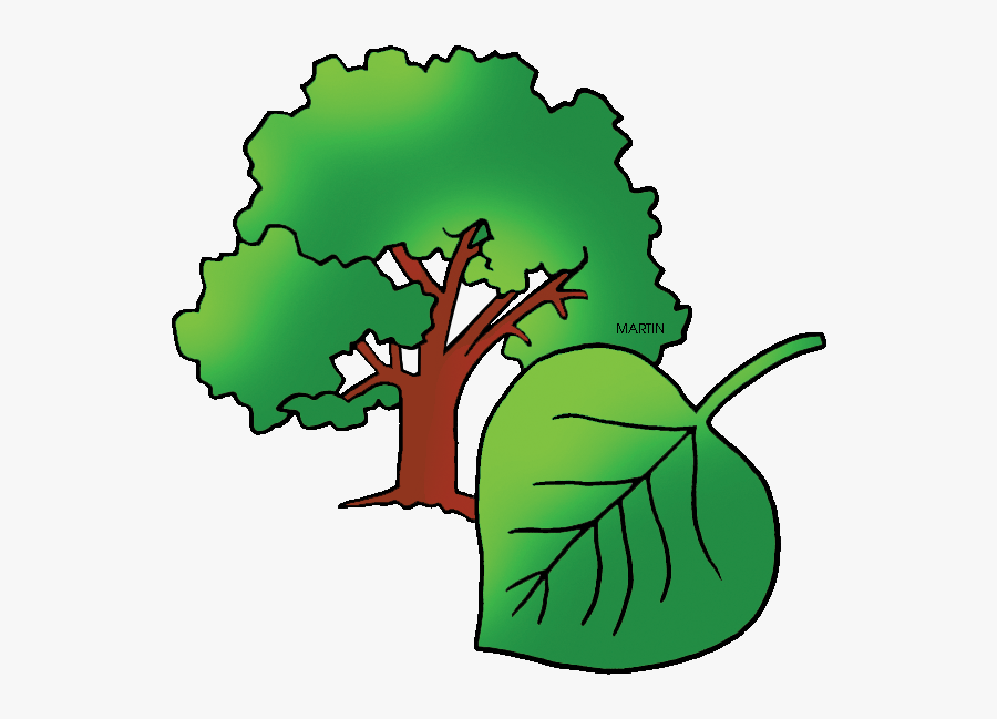 Free United States Clip Art By Phillip Martin, State - Kansas State Tree Transparent, Transparent Clipart