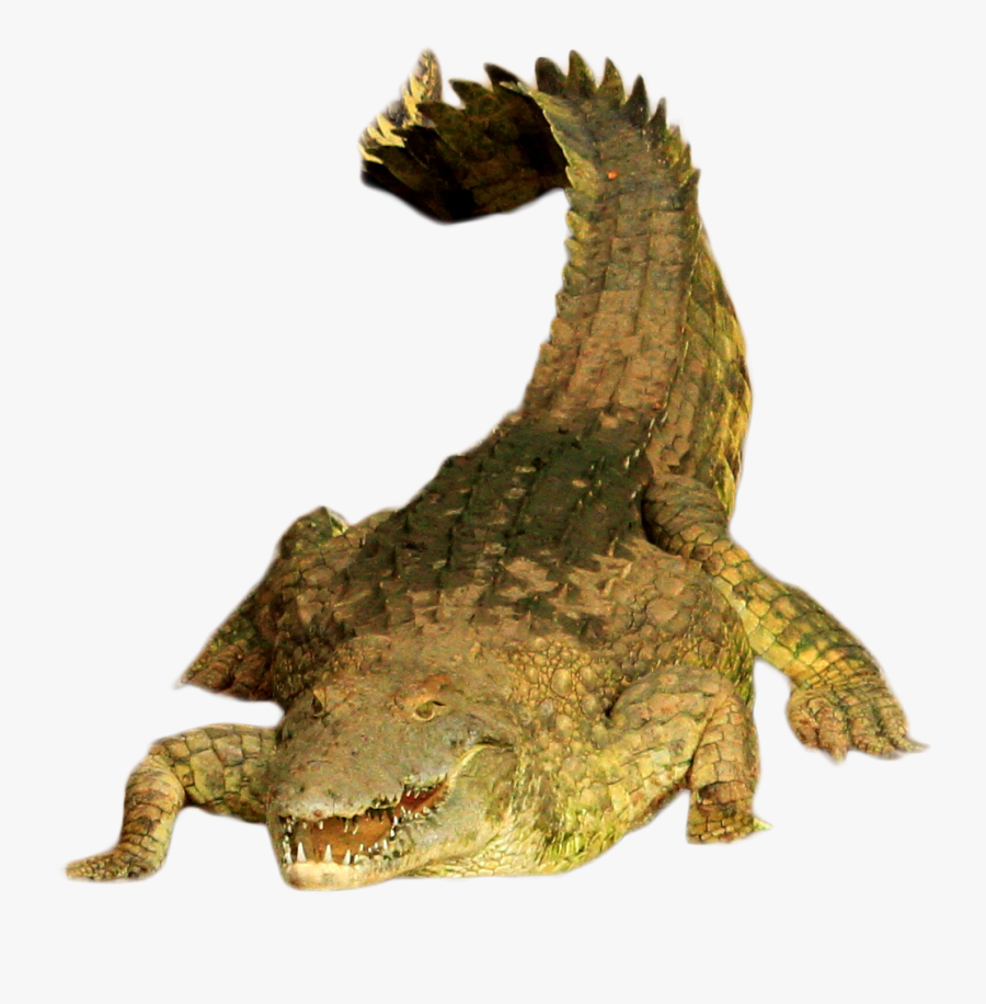 Green Png Image Purepng - American Crocodile, Transparent Clipart