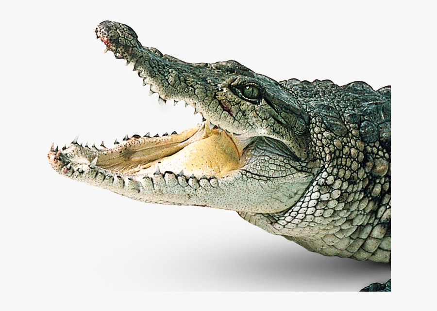 Transparent Background Alligator Png, Transparent Clipart