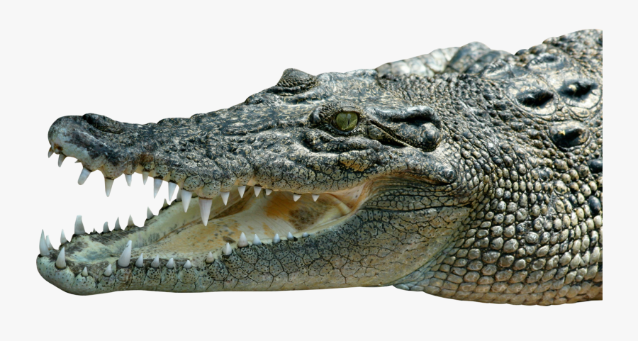 Saltwater Crocodile Png, Transparent Clipart