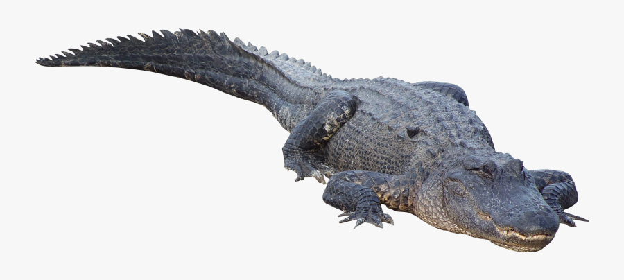 Crocodile - American Alligator Png, Transparent Clipart