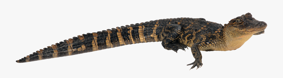鳄鱼, Transparent Clipart
