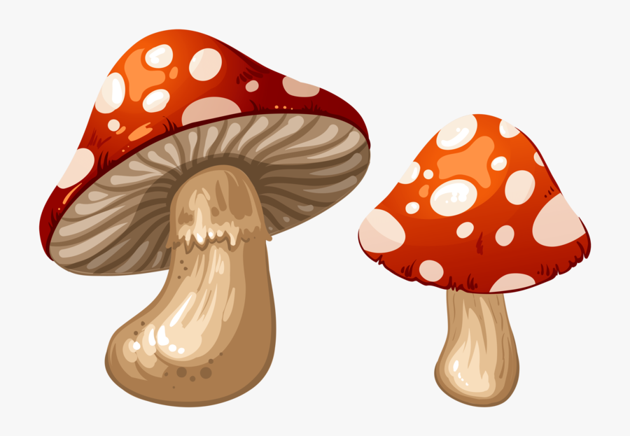 Transparent Toadstools Clipart Mushroom Clip Art , Free