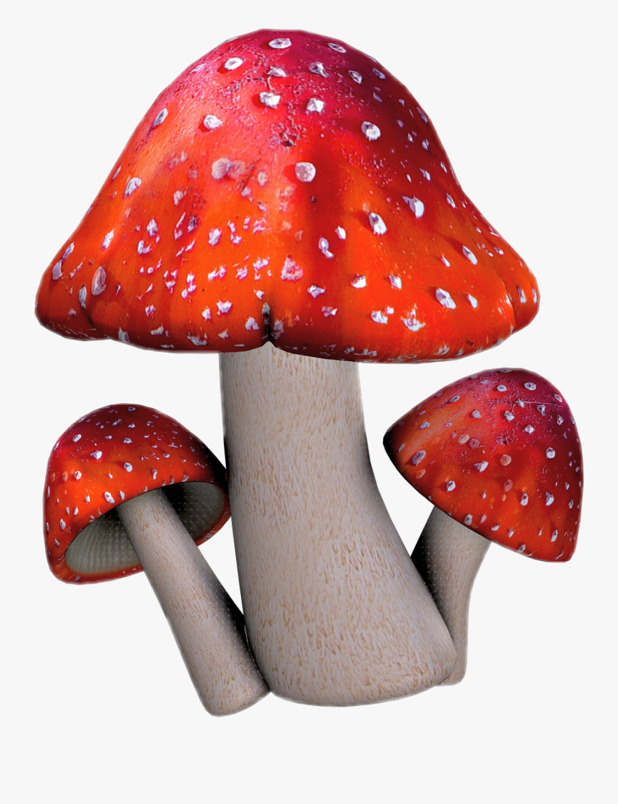 Edible Mushroom - Clipart Toadstool, Transparent Clipart