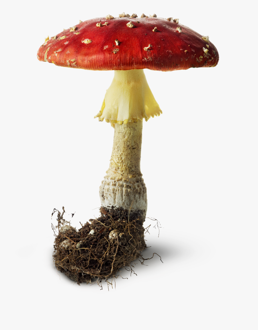 Toadstools Png, Transparent Clipart