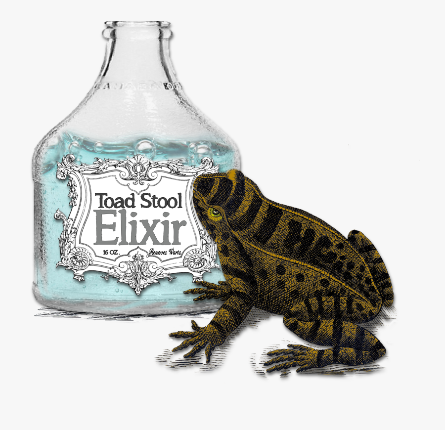 Oak Toad, Transparent Clipart