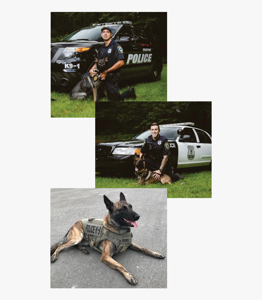 Old German Shepherd Dog, Transparent Clipart