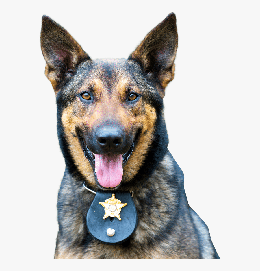 Transparent Police Dog Png - Police Dog Portrait, Transparent Clipart