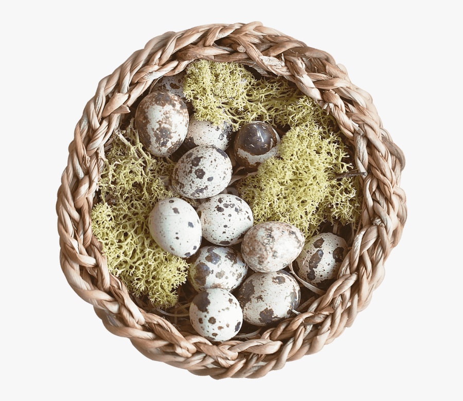 Bird-nest - Portable Network Graphics, Transparent Clipart