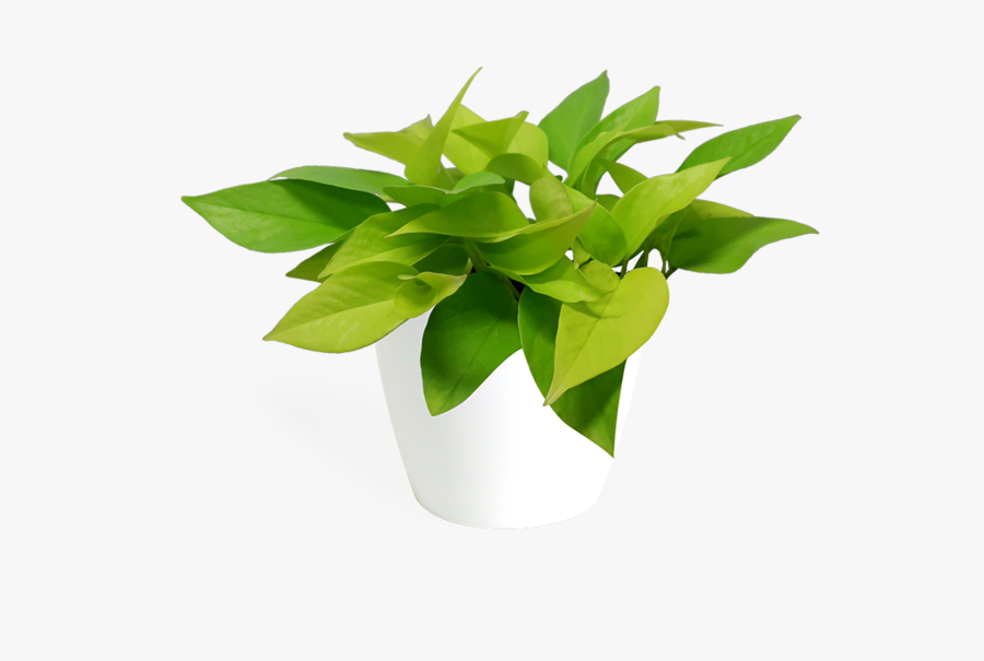 Bird"s-nest Fern - Flowerpot, Transparent Clipart