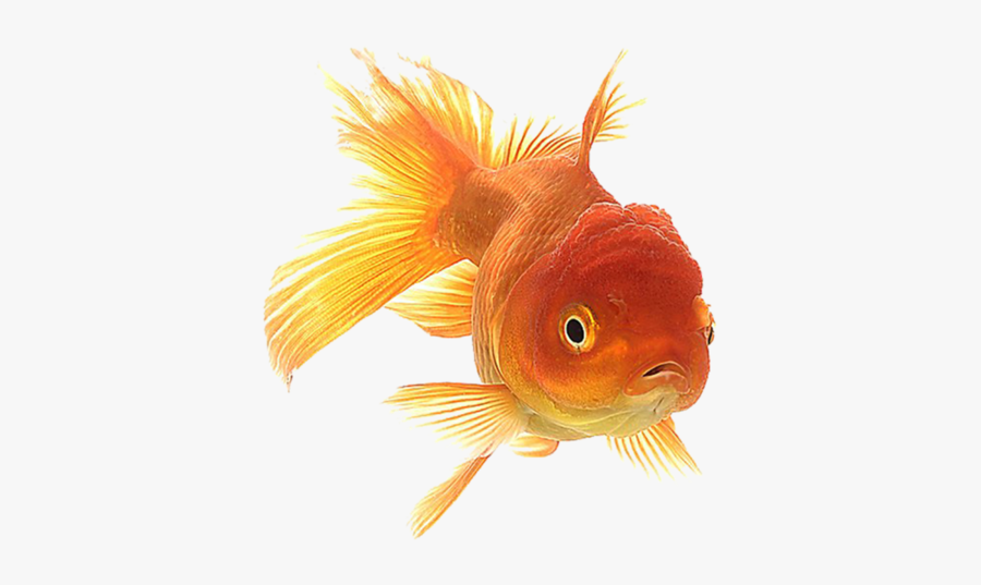 Goldfish Clipart Attention Span - Gold Fish Png, Transparent Clipart