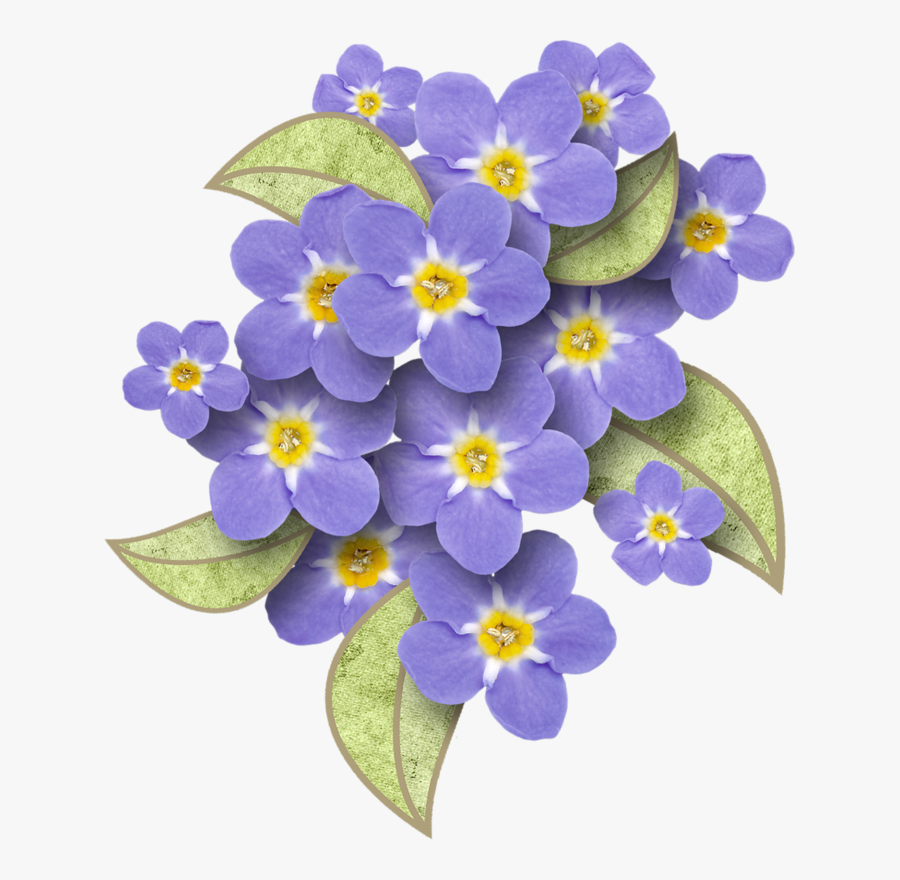 Alpine Forget-me-not, Transparent Clipart