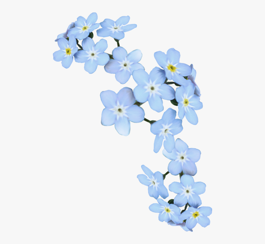 Blue Forget Me Not Png, Transparent Clipart