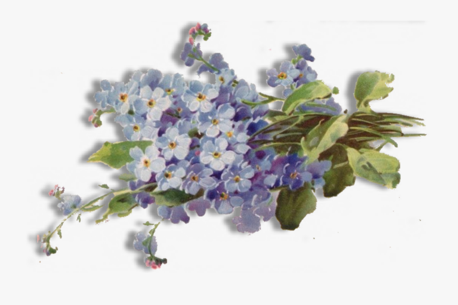 Transparent Forget Me Not Clipart - Forget Me Not Png, Transparent Clipart