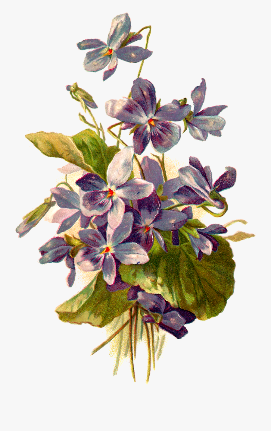 Forget Me Not Flowers - Botanical Violet Flower Illustration, Transparent Clipart