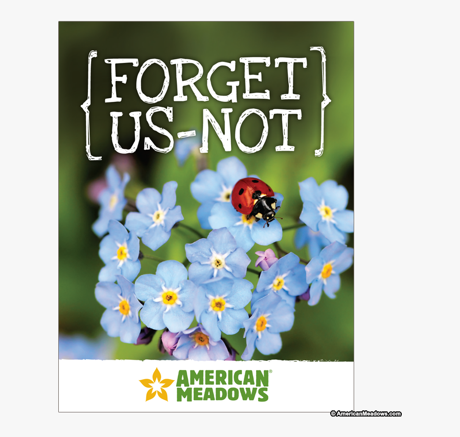 Clip Art Seed Business Cards - Scorpion Grasses, Transparent Clipart