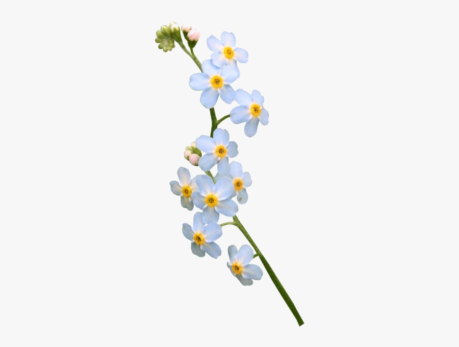Image - Forget Me Not Flower Png, Transparent Clipart