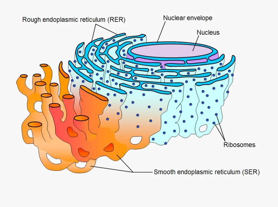 Rough Endoplasmic Reticulum, Transparent Clipart