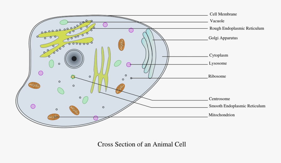 Endoplasmic Reticulum - Ecosystemforkids Com Animal Cell, Transparent Clipart