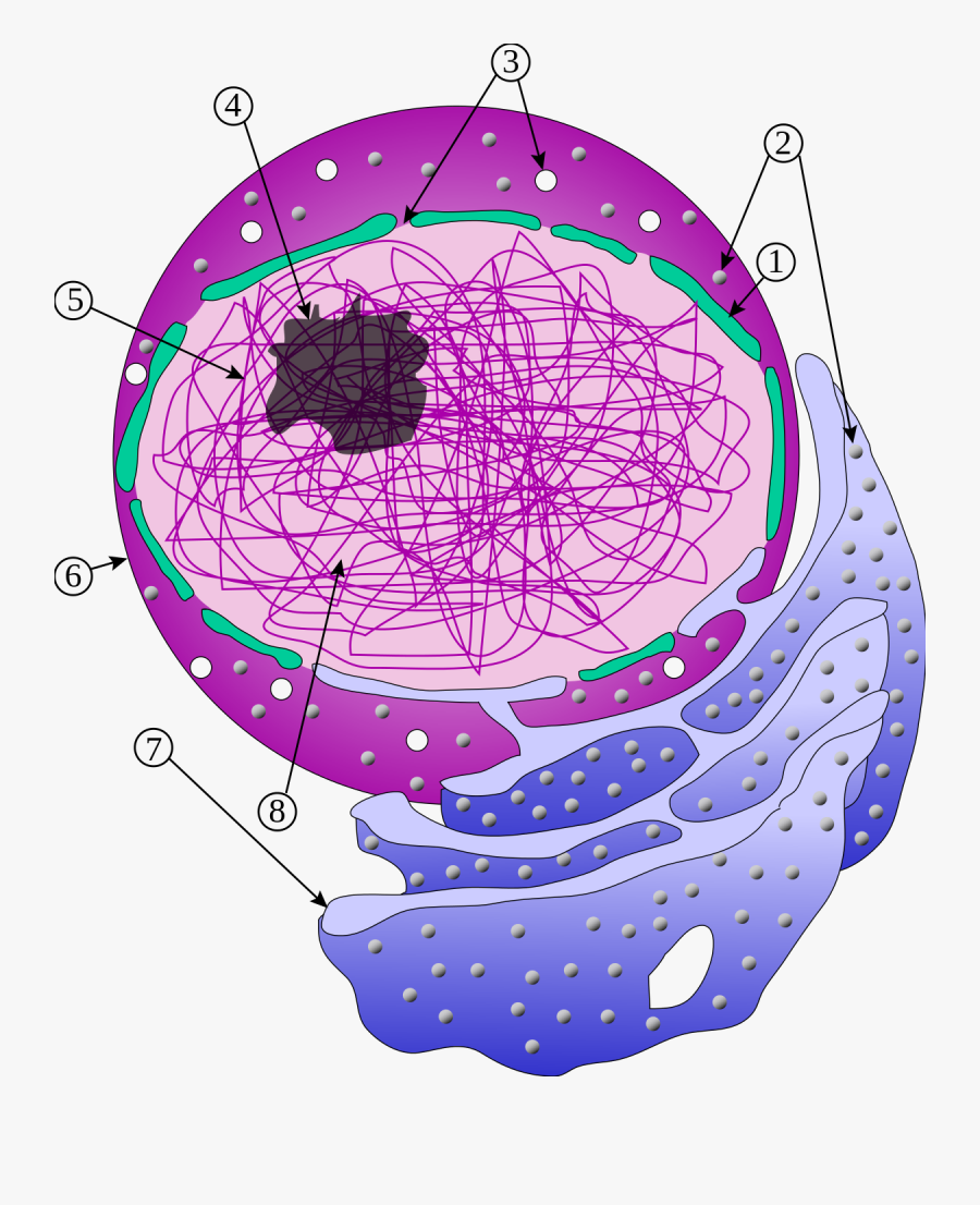 Nucleus Cell Without Label, Transparent Clipart