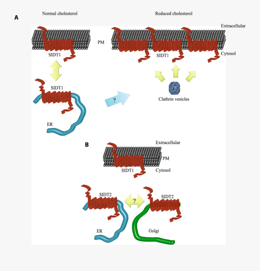 Cartoon Illustrating The Model Proposed For Cholesterol, Transparent Clipart