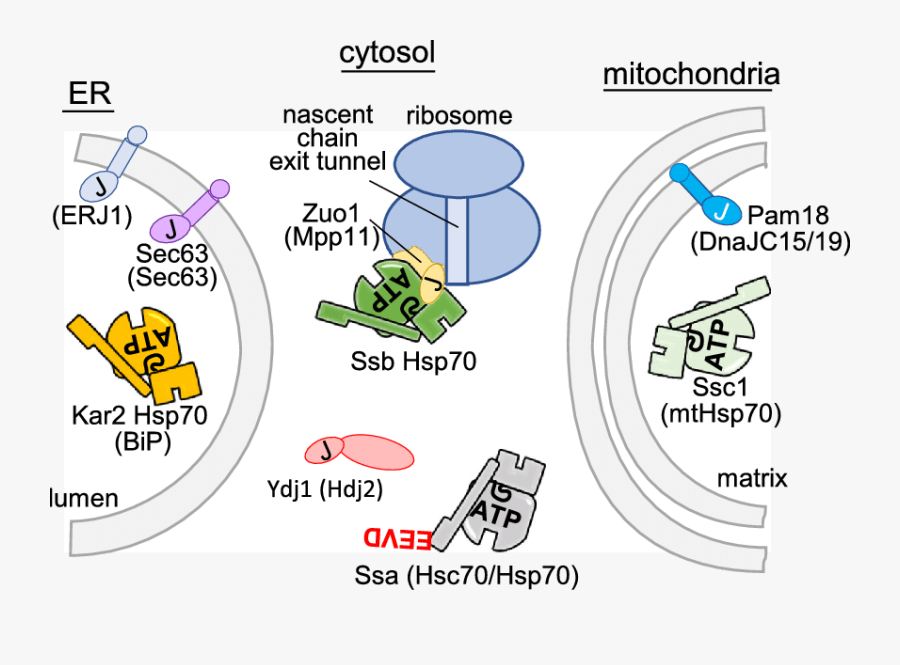 Hsp70s Involved In Protein Translocation Across The - Cartoon, Transparent Clipart