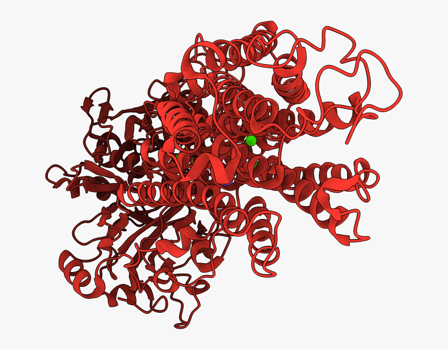 Transparent Endoplasmic Reticulum Clipart, Transparent Clipart