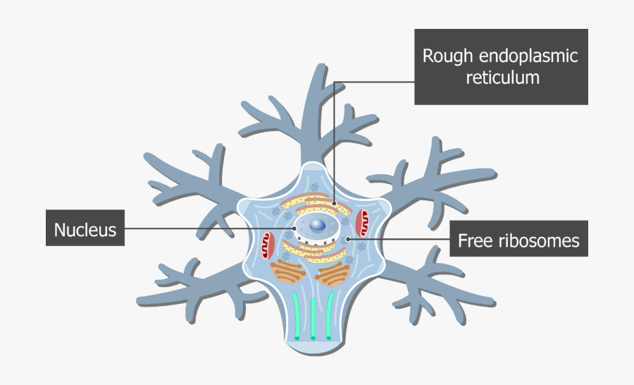 An Image Showing The Neuron Cell Body And It"s Structures - Nerve Cell Body Structure, Transparent Clipart