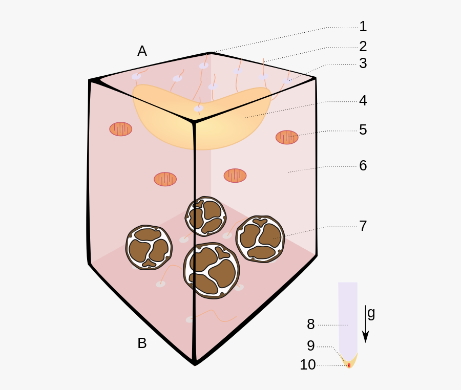 A Root Statocyte In A Vertical Position - Statocytes, Transparent Clipart