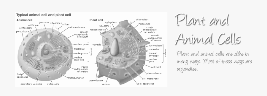 Cell Part, Transparent Clipart