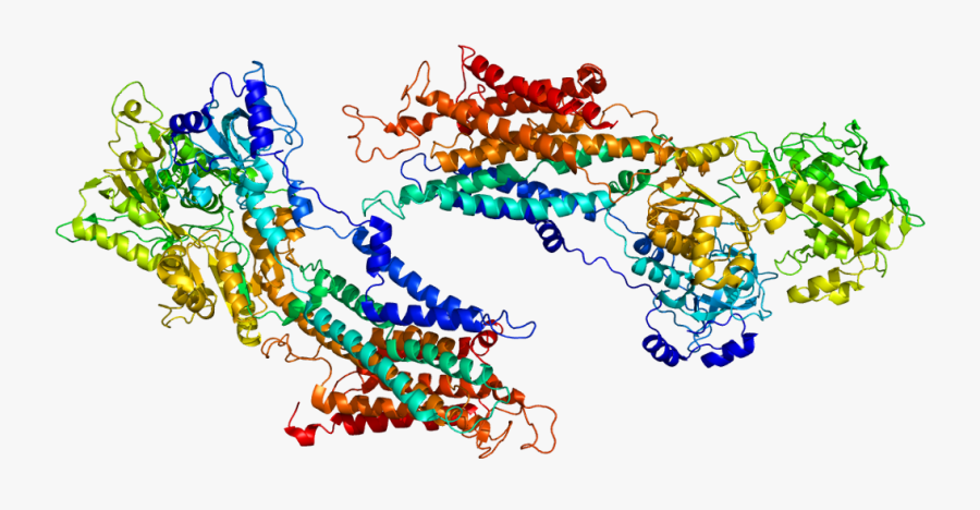 Protein Atp2a1 Pdb 1iwo - Illustration, Transparent Clipart