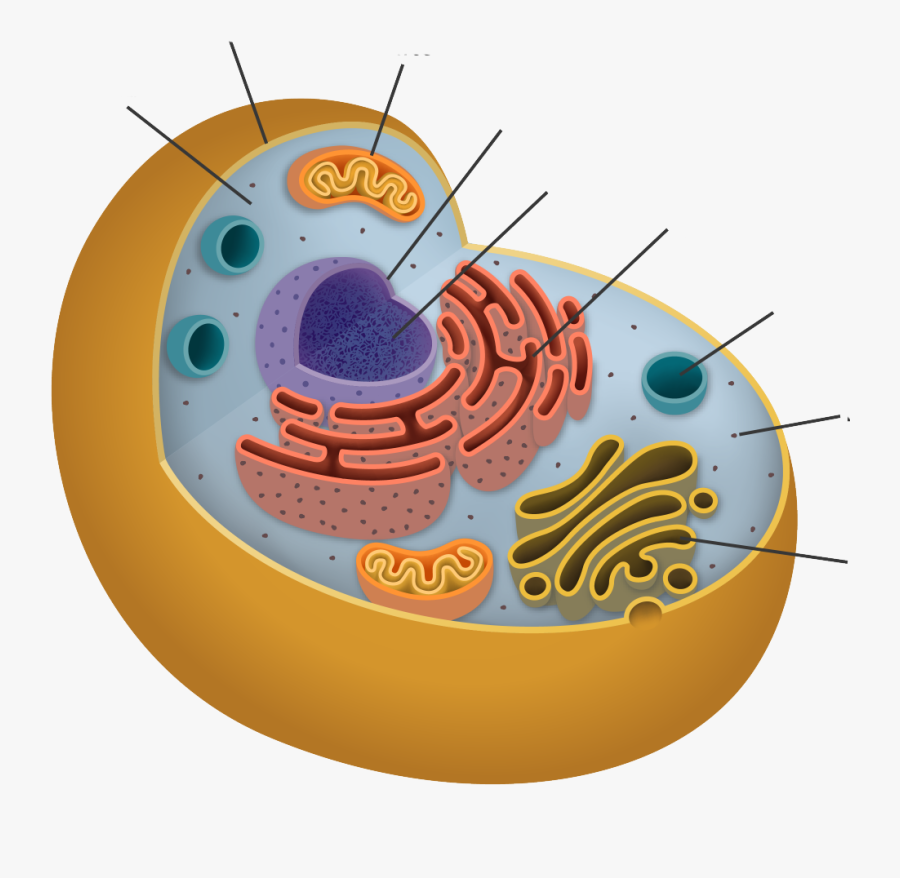 Organelles Biology, Transparent Clipart