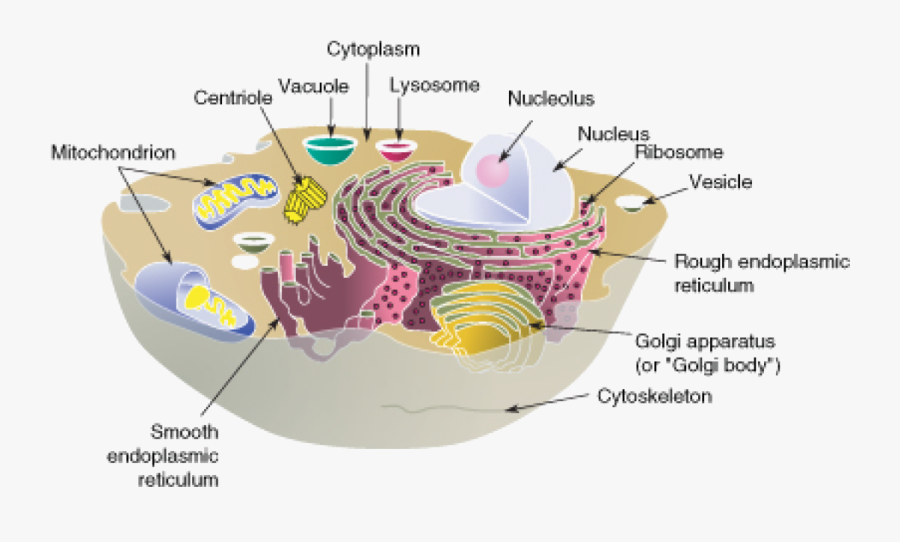 Cytoskeleton Structure In Animal Cell, Transparent Clipart