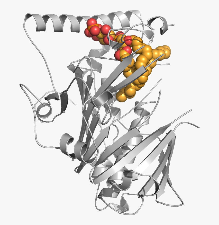 Teama5 Osh4 Pi4p Ball - Illustration, Transparent Clipart