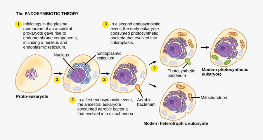 Endosymbiotic Theory, Transparent Clipart