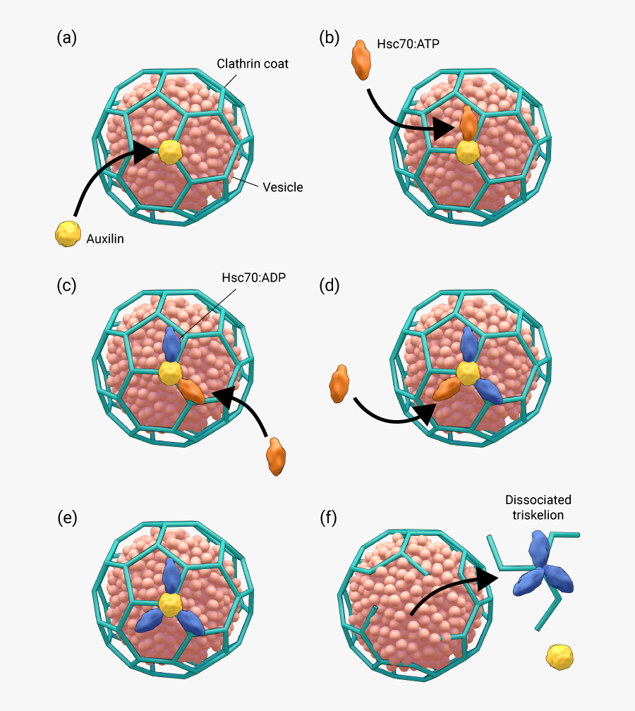 Structure Of Clathrin Coated Vesicle, Transparent Clipart