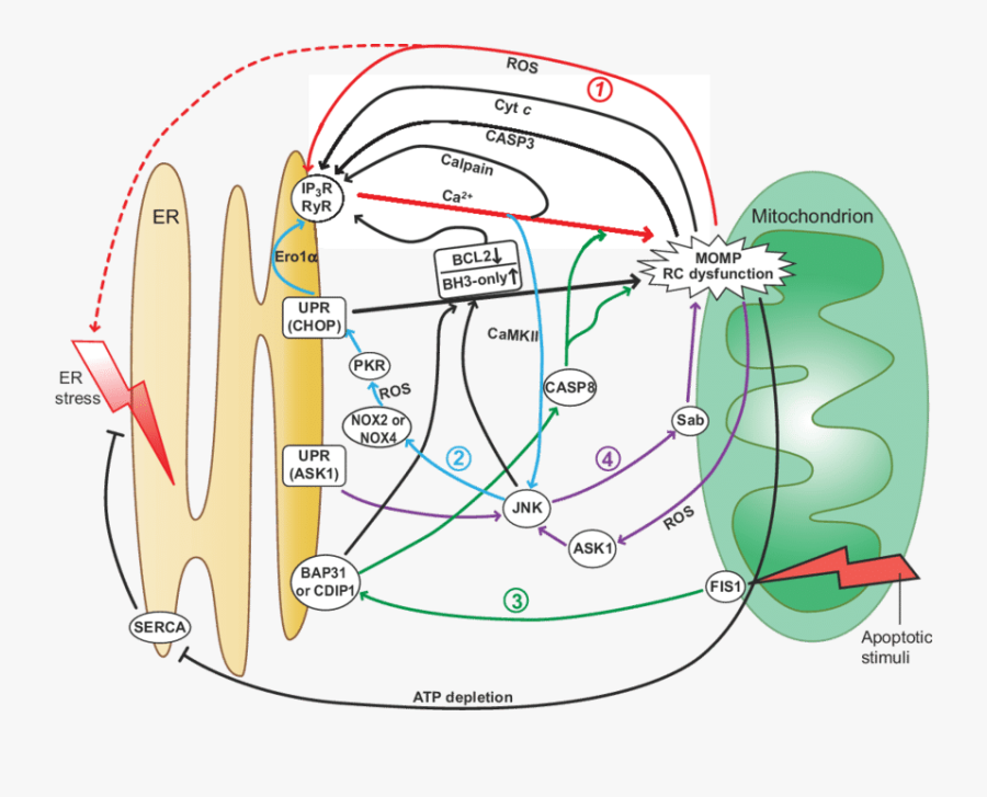 Amplification Loops In Er Centric Pro Apoptotic Signaling - Camkii Unfolded Protein Response Ask1, Transparent Clipart