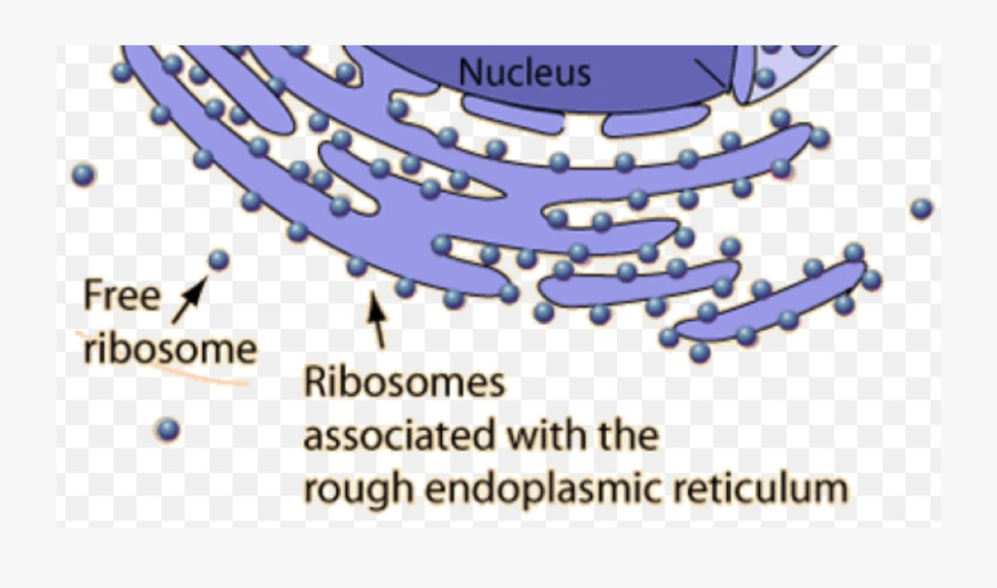 Bound V Free Ribosomes, Transparent Clipart