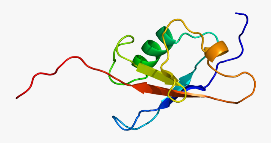 Protein Herpud1 Pdb 1wgd - Unfolded Protein Pdb, Transparent Clipart