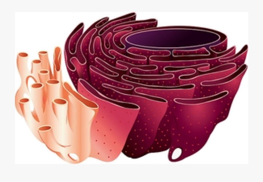 Cell Endoplasmic Reticulum, Transparent Clipart