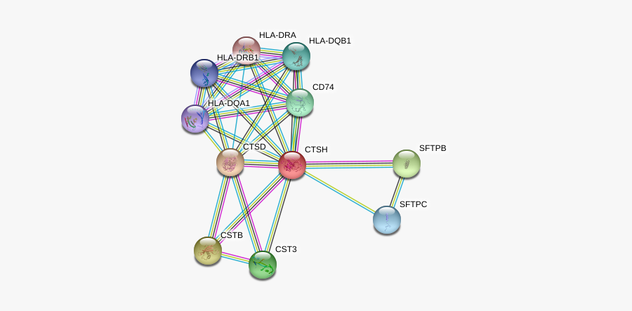 Ctsh Protein, Transparent Clipart