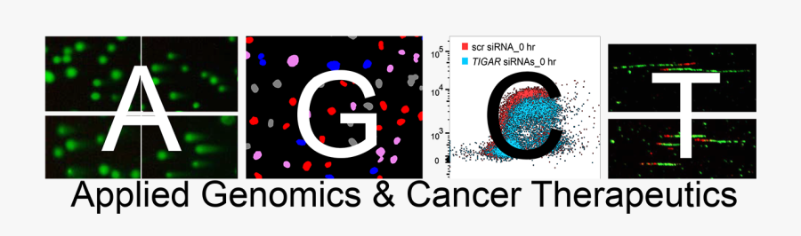 Chien Lab Header - Circle, Transparent Clipart