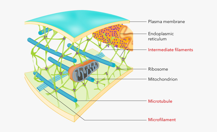 Diagram, Transparent Clipart